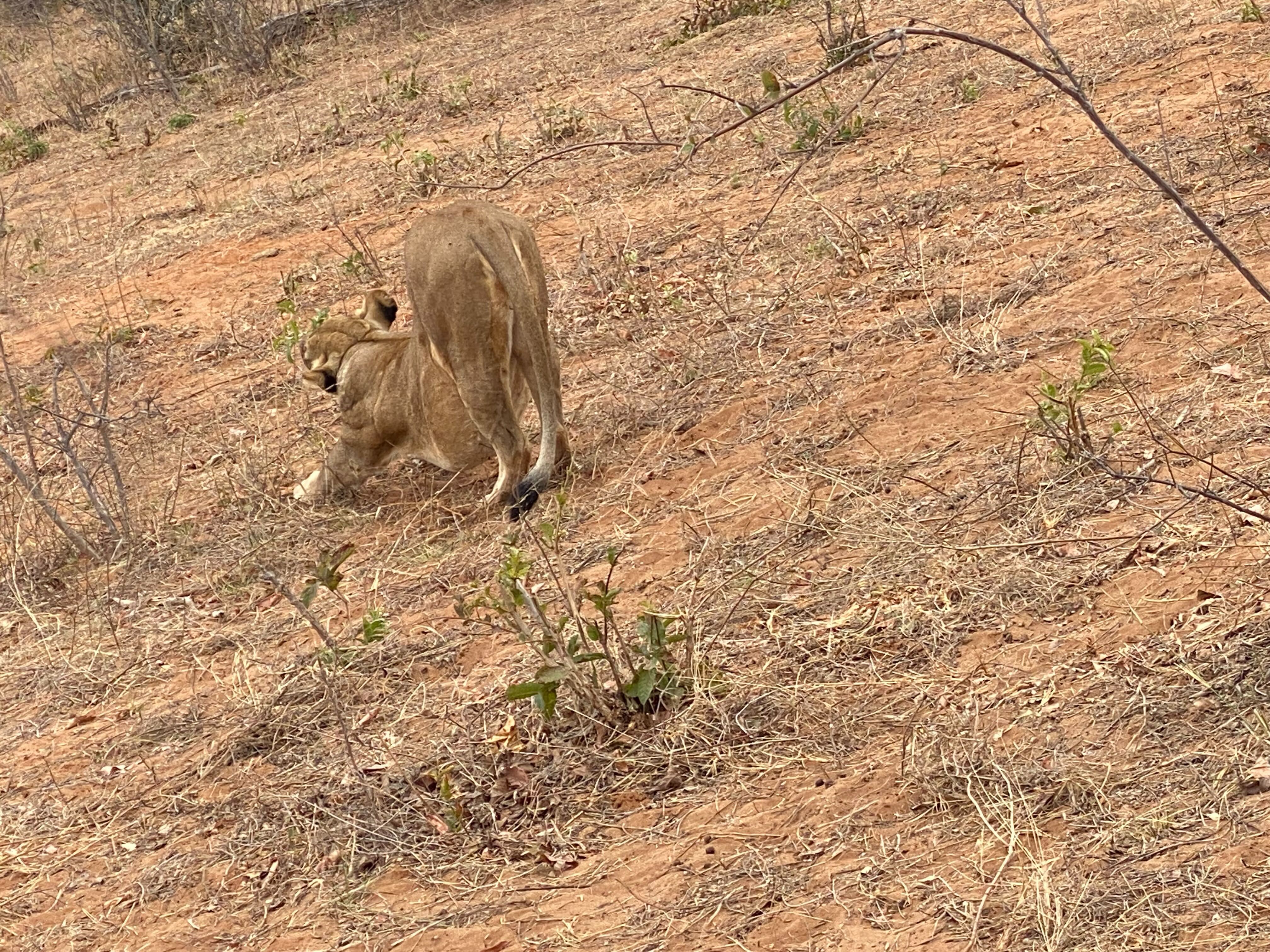 Mother lion stretching after a good nap