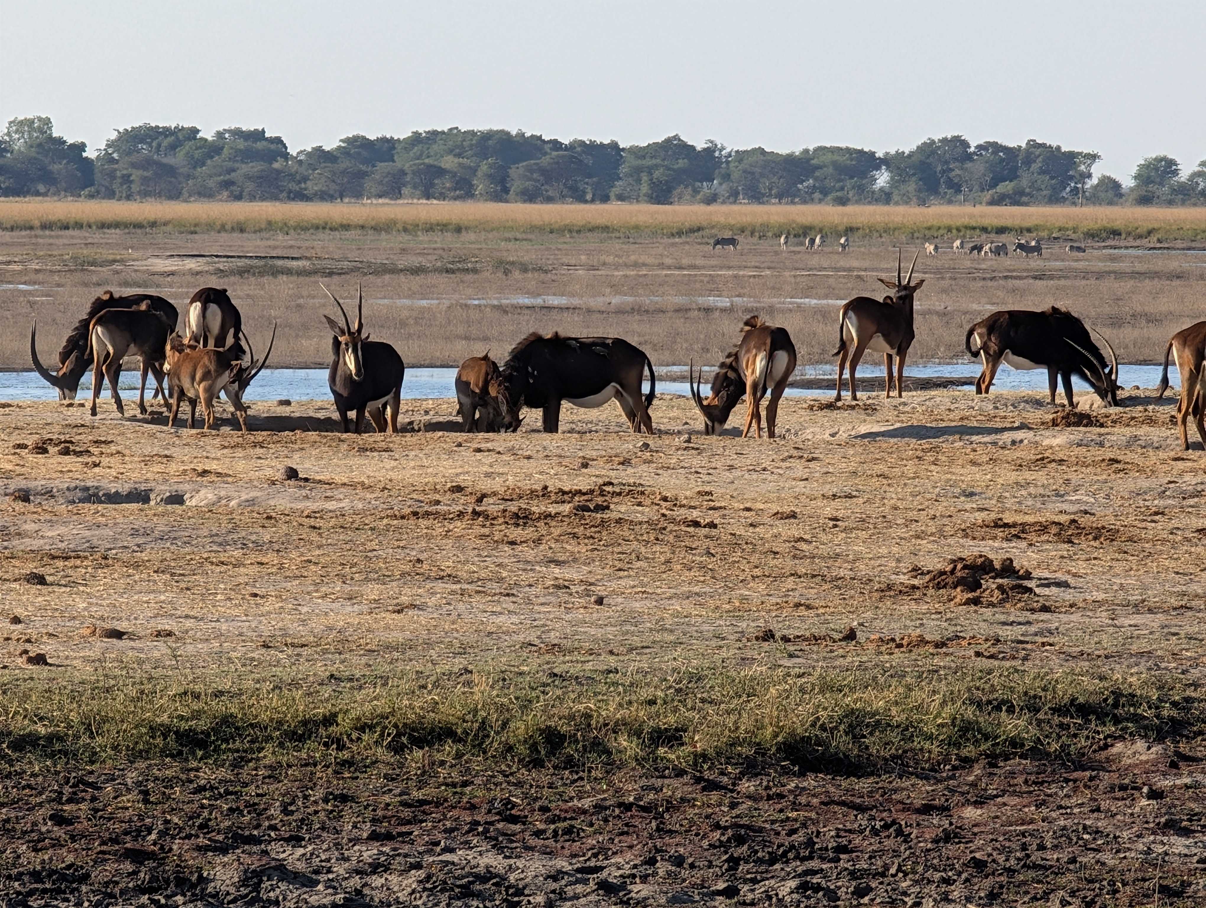 Antelopes by the river