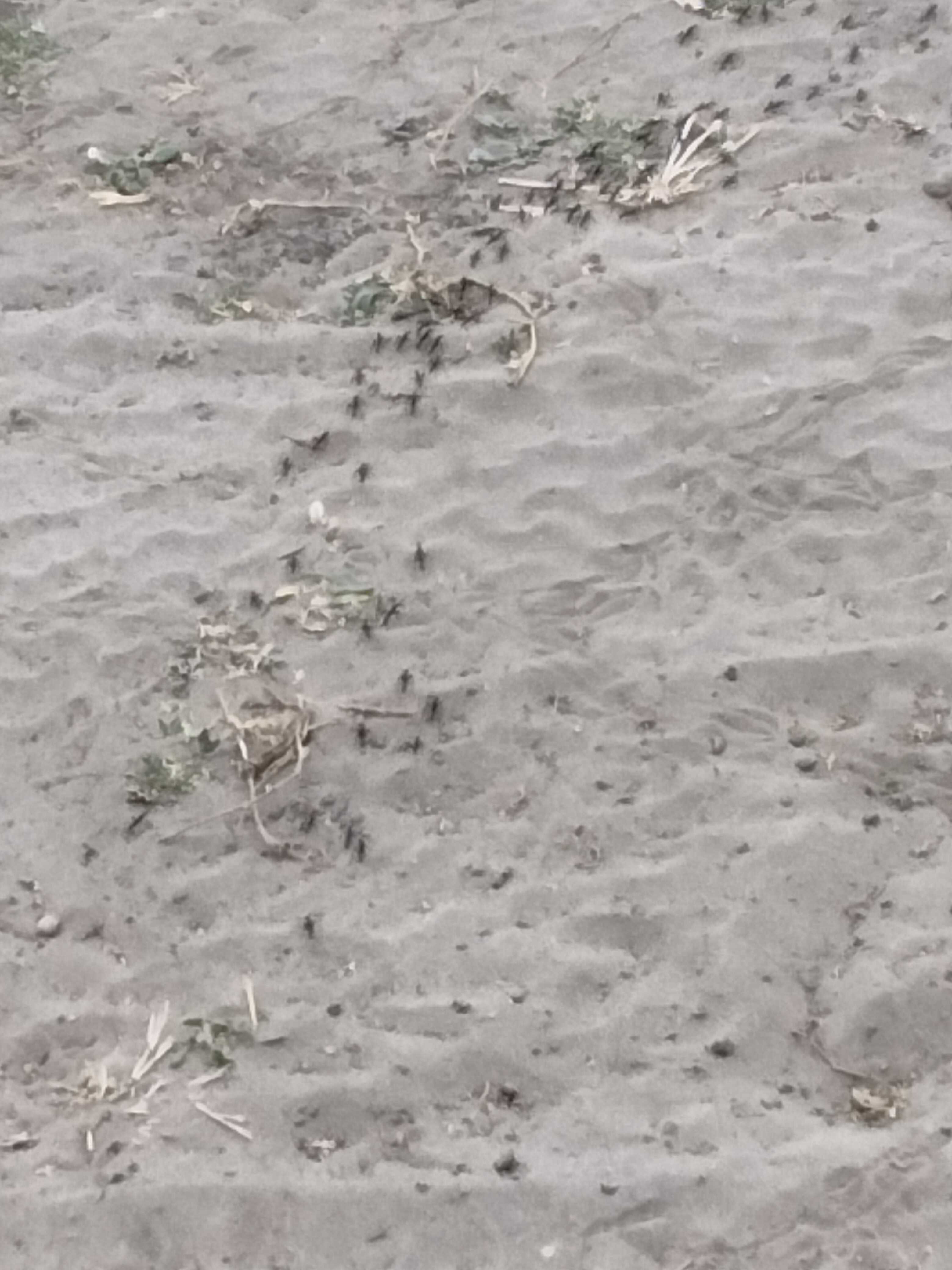 Ants marching out of mound