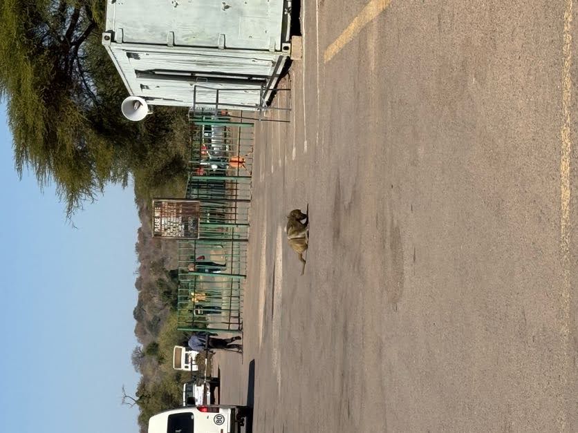 Baboon at the Botswana-Zimbabwe border