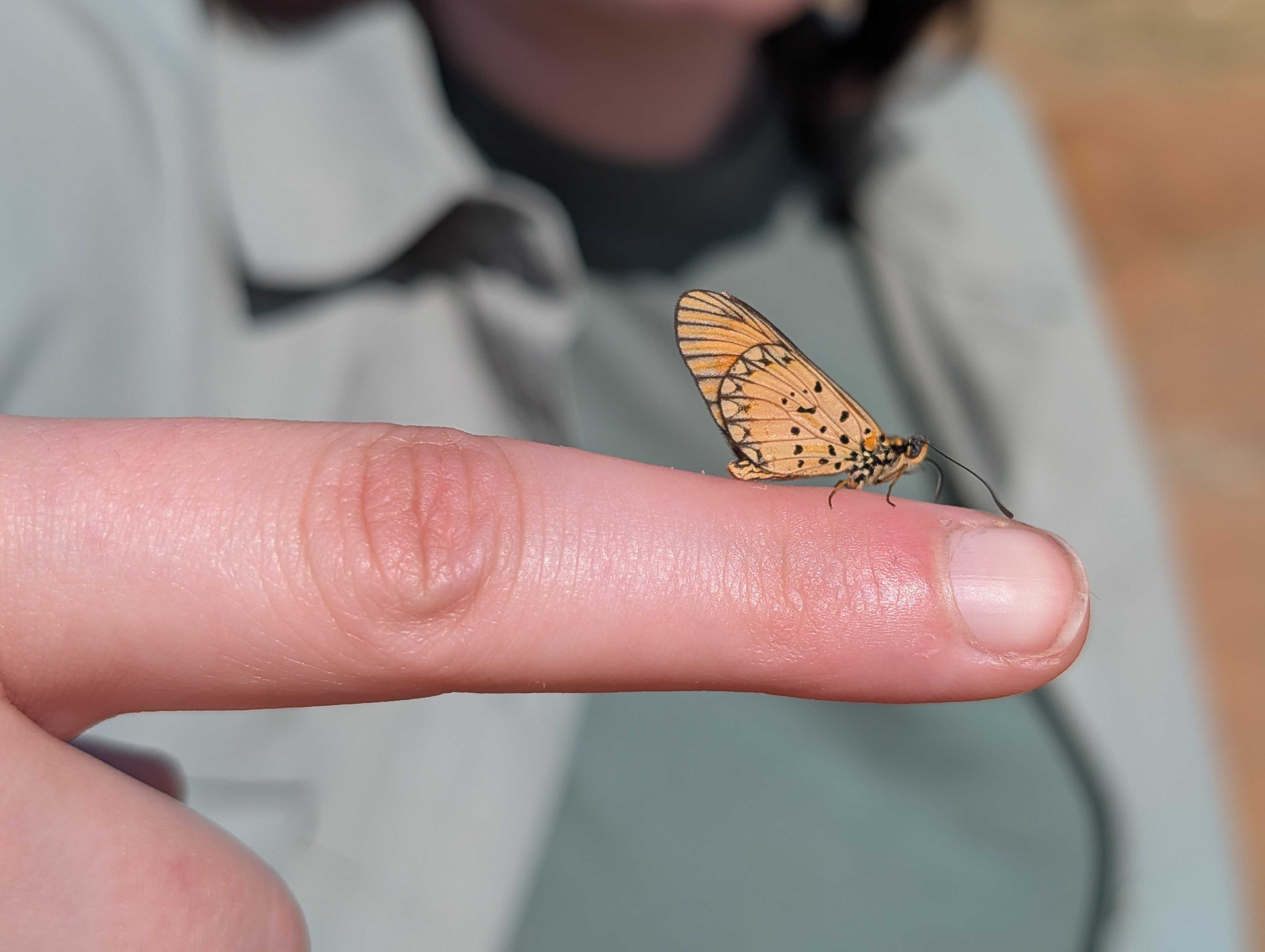 Butterfly (live) sitting on Coach Sara's fingertip