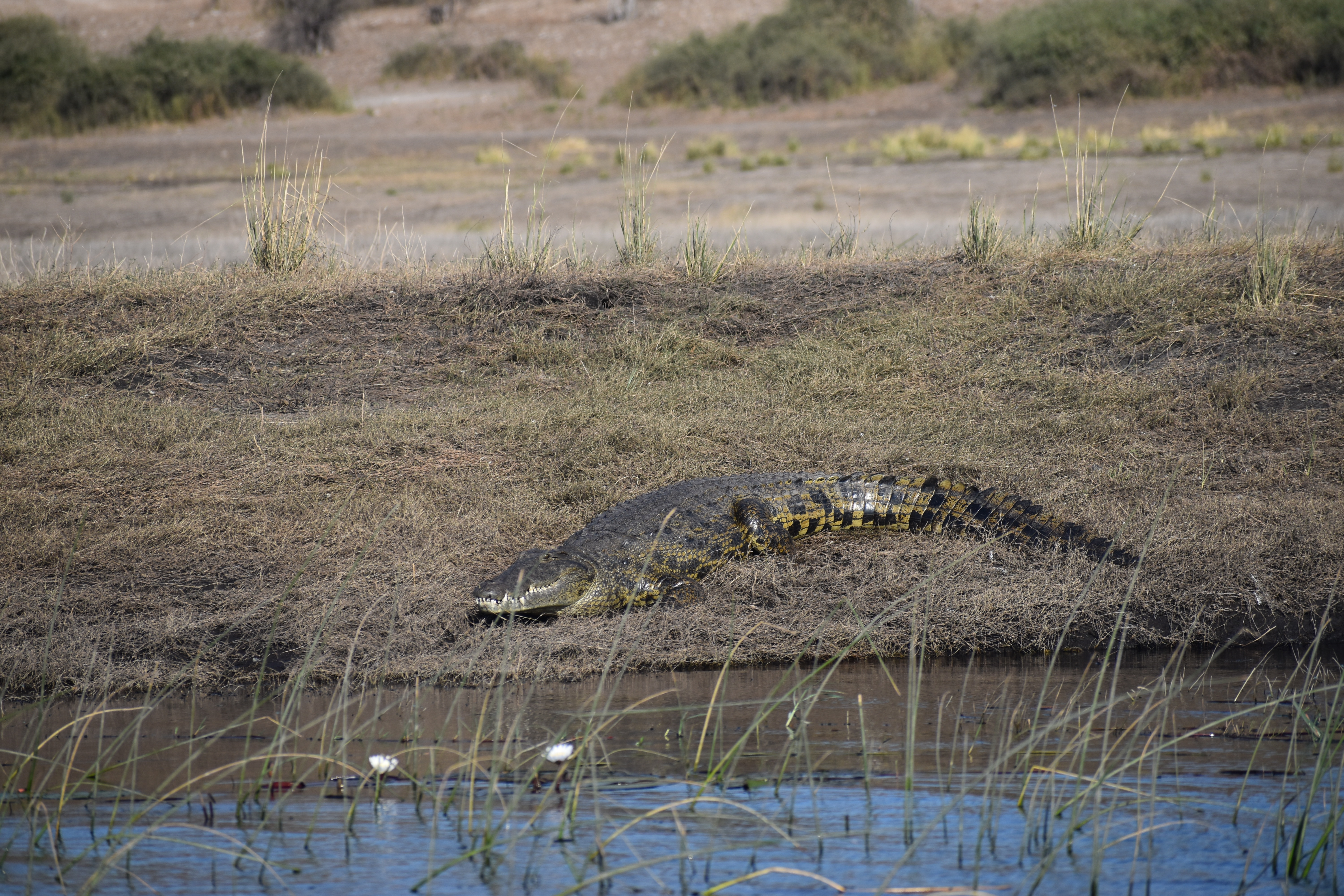 A crocodile chilling in the sun
