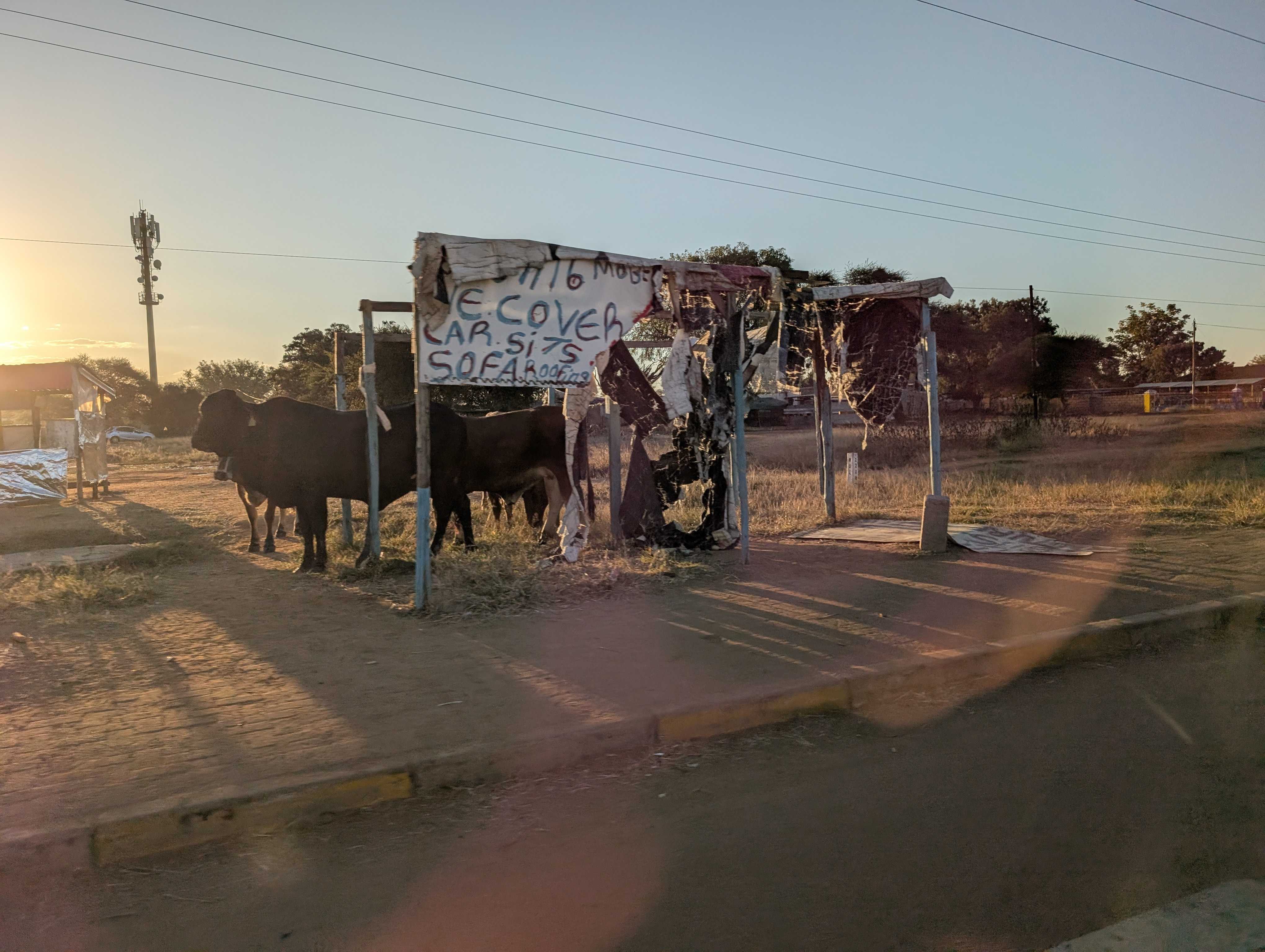 Cows in a upholstery stall