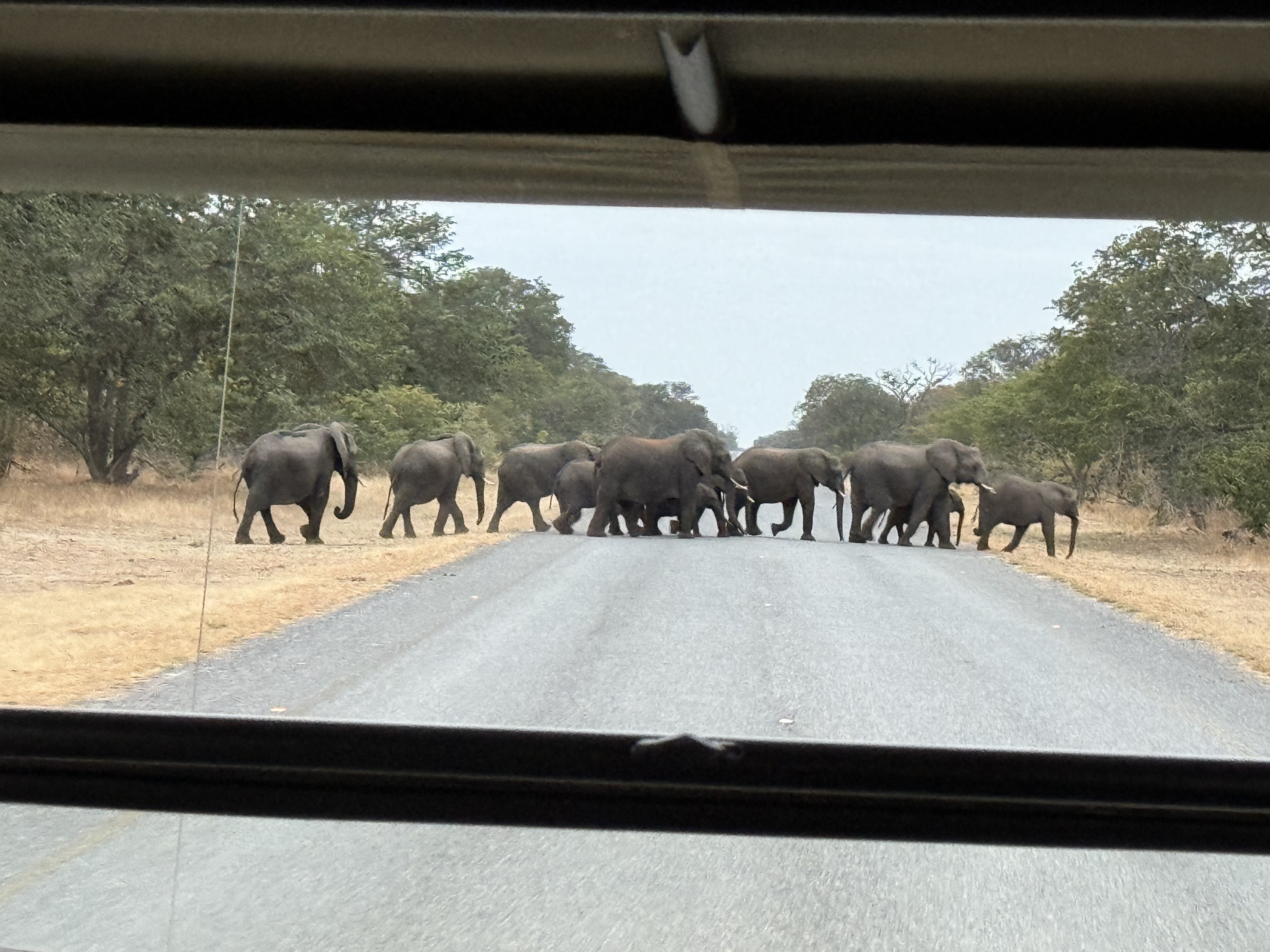 Elephants crossing the road