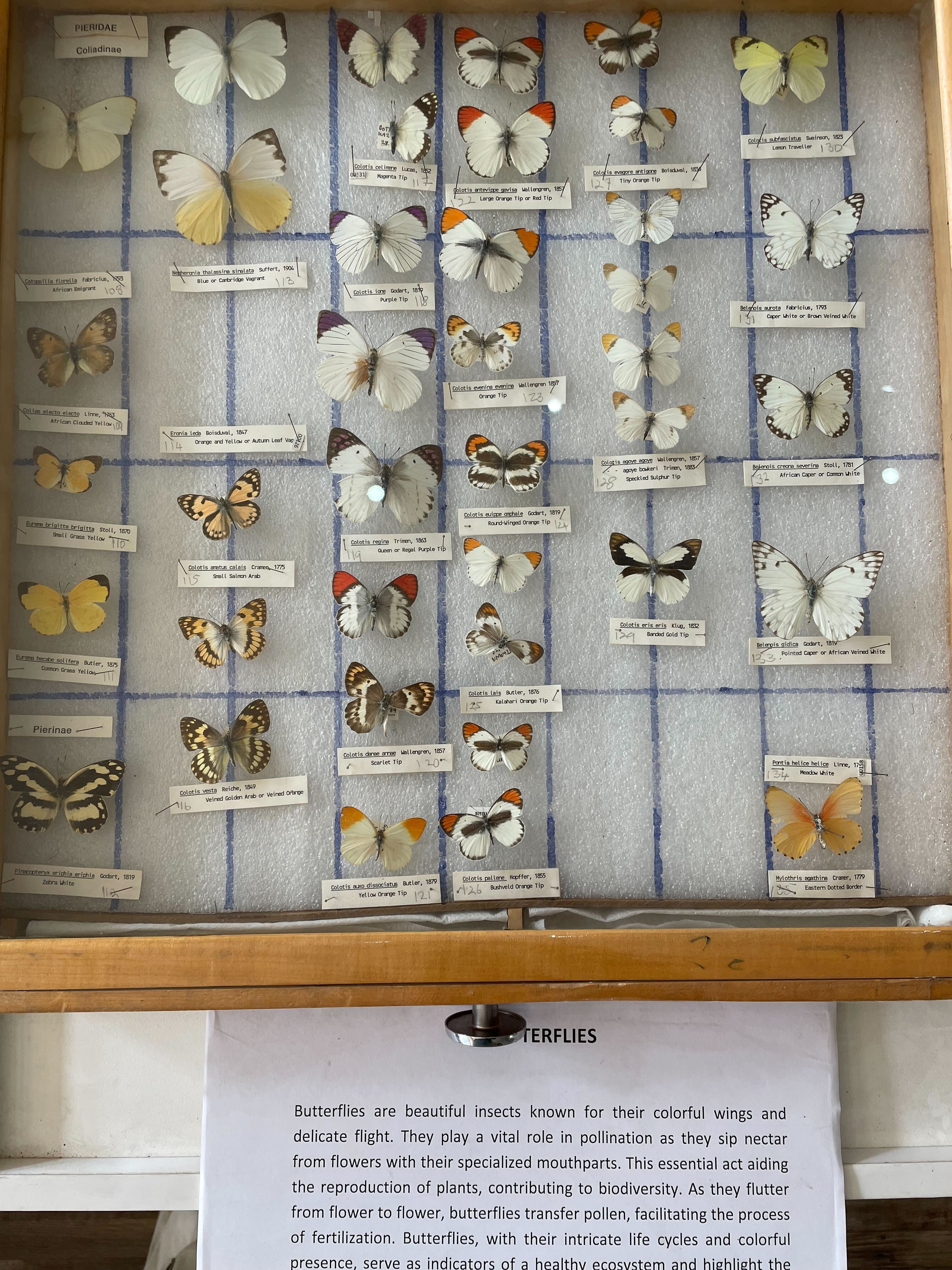 Butterfly exhibit in the national museum