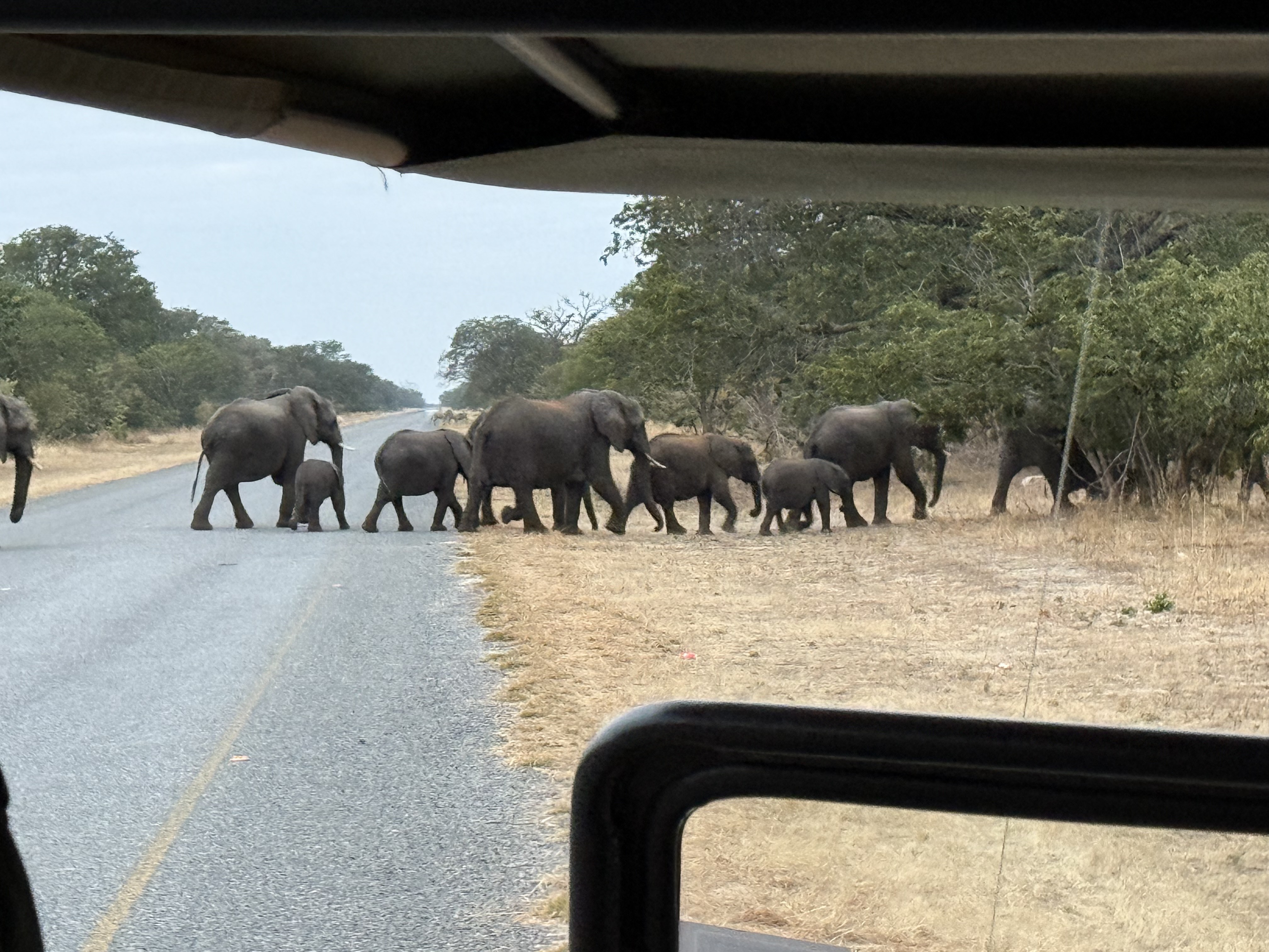 Huge herd of elephants