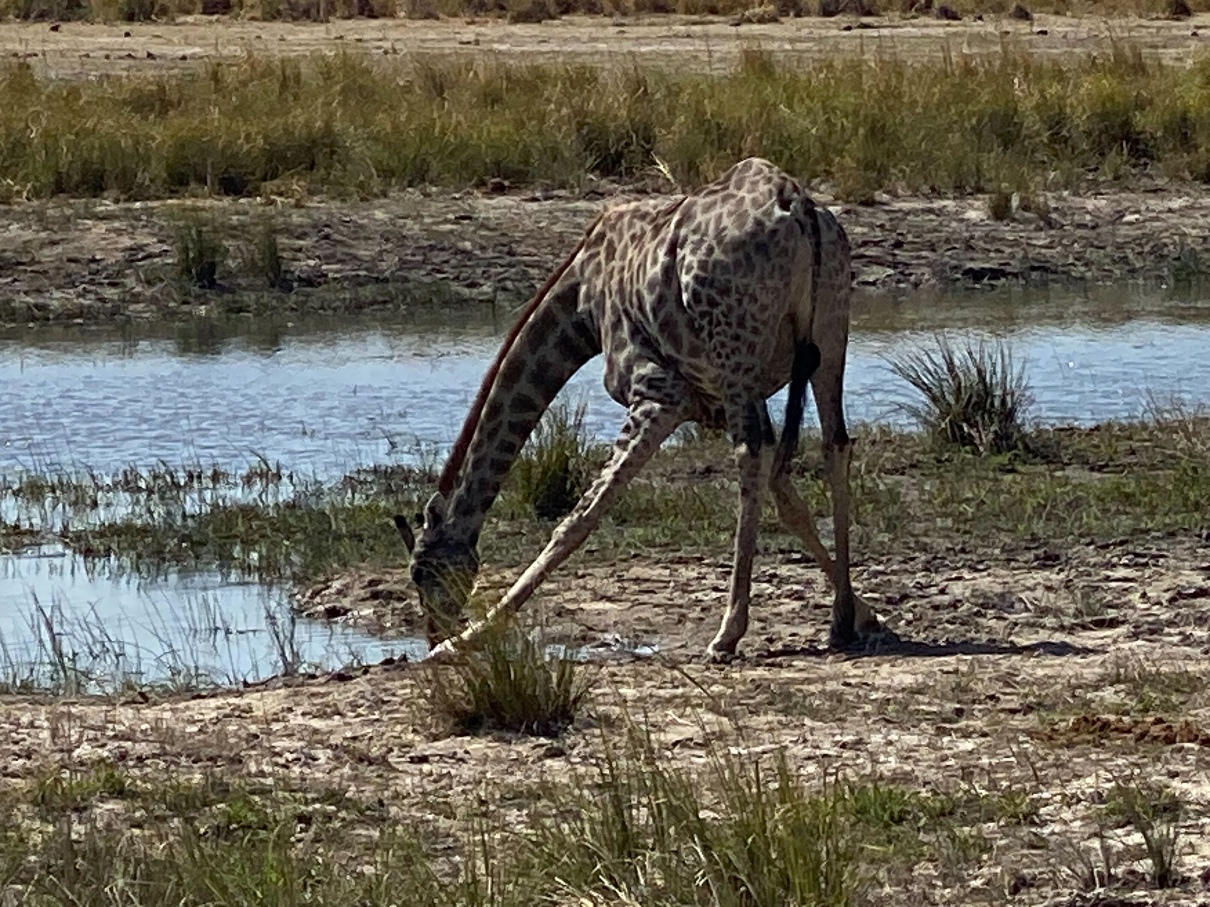 A giraffe sating its thirst