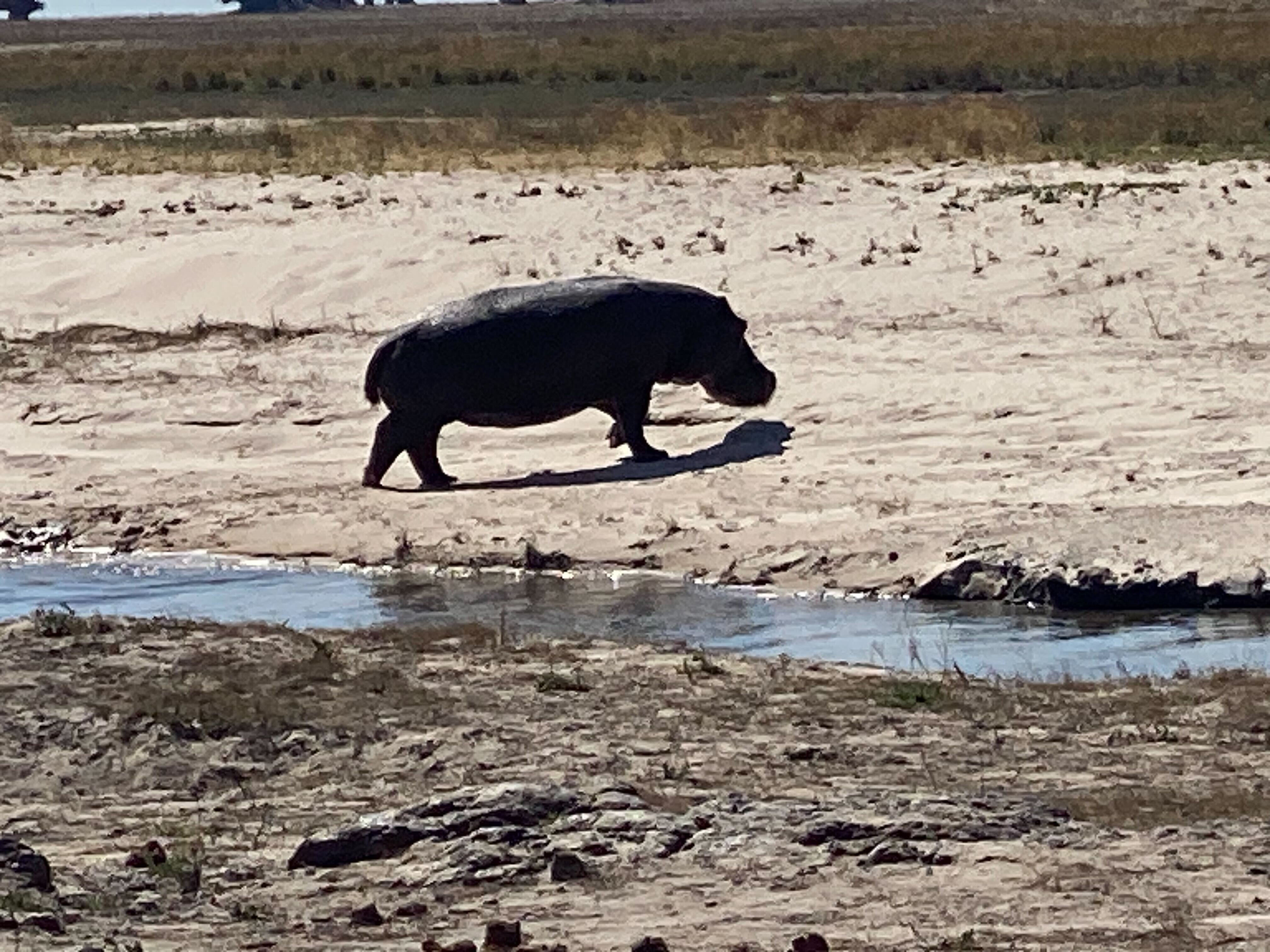 A hippo walking on land