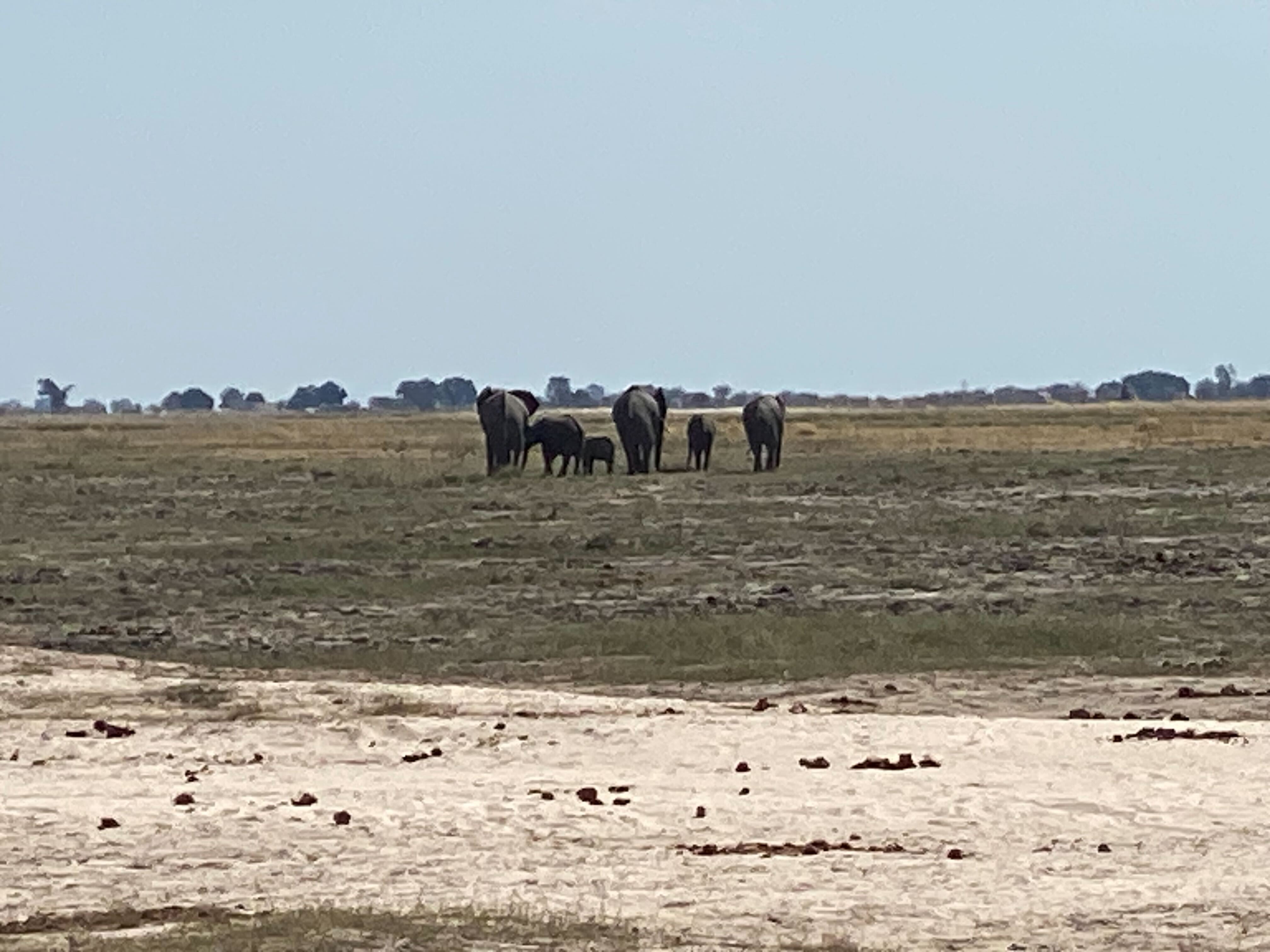A group of elephants drinking in a line