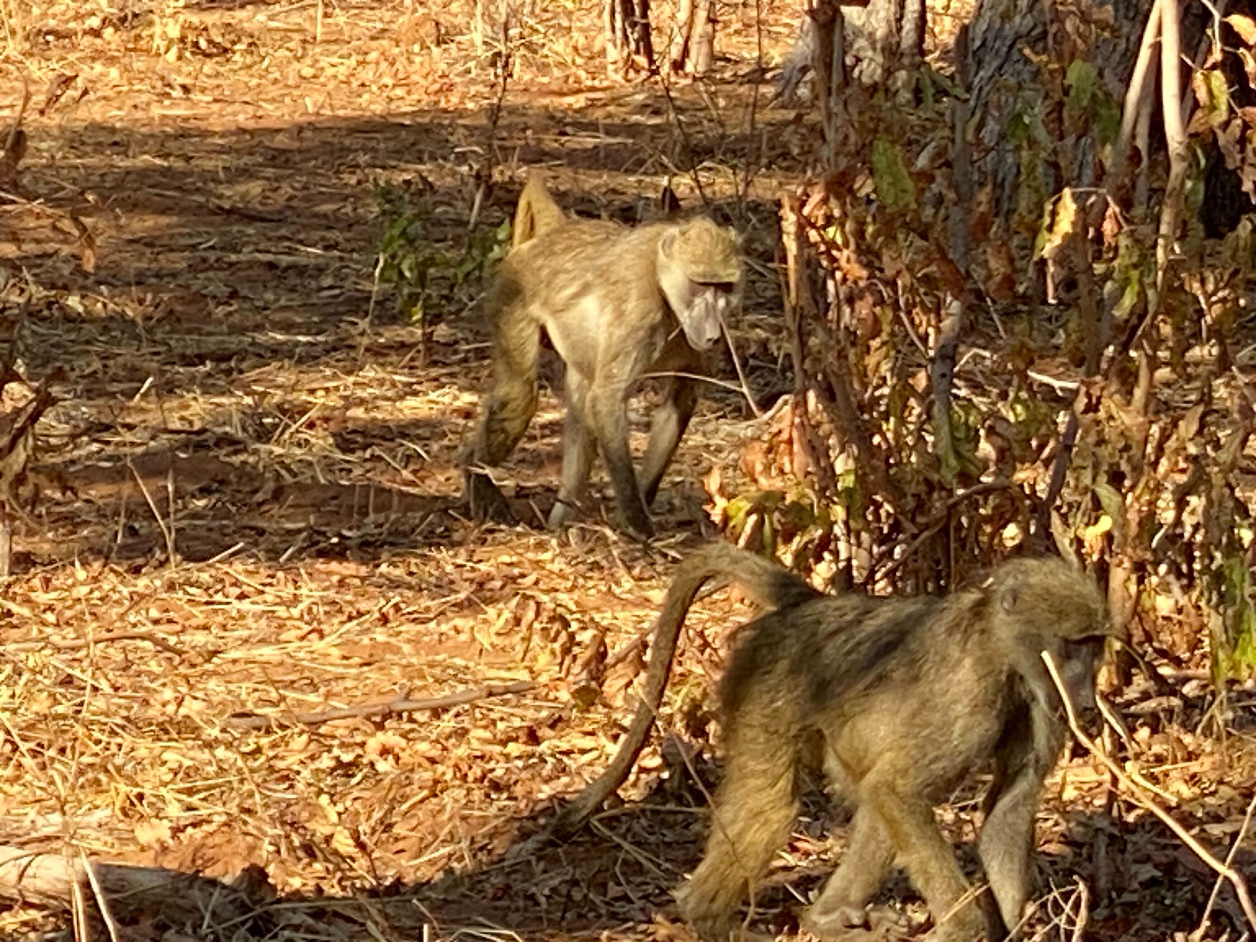 Baboons frolicking