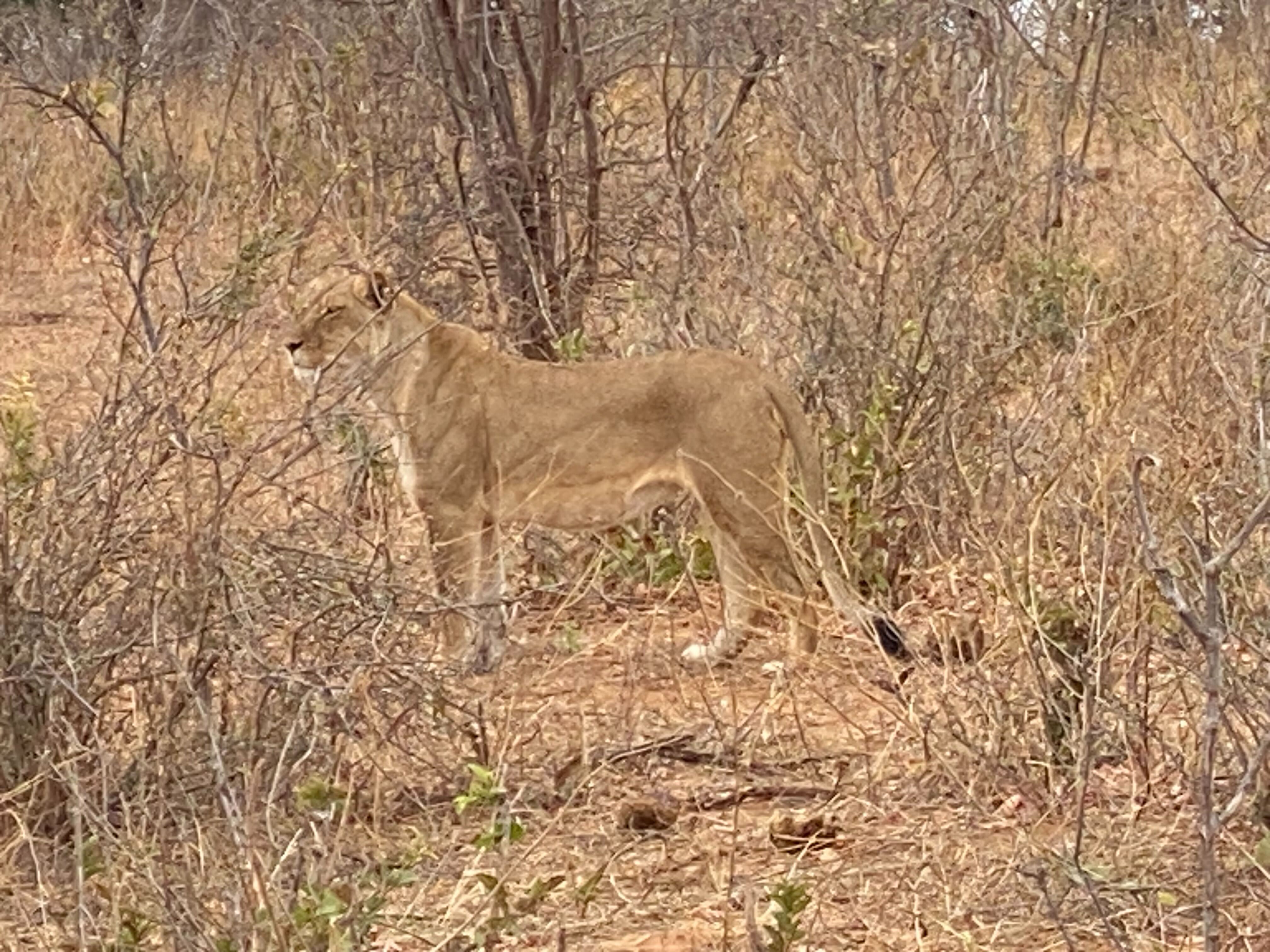 Mother lion standing in the bushes