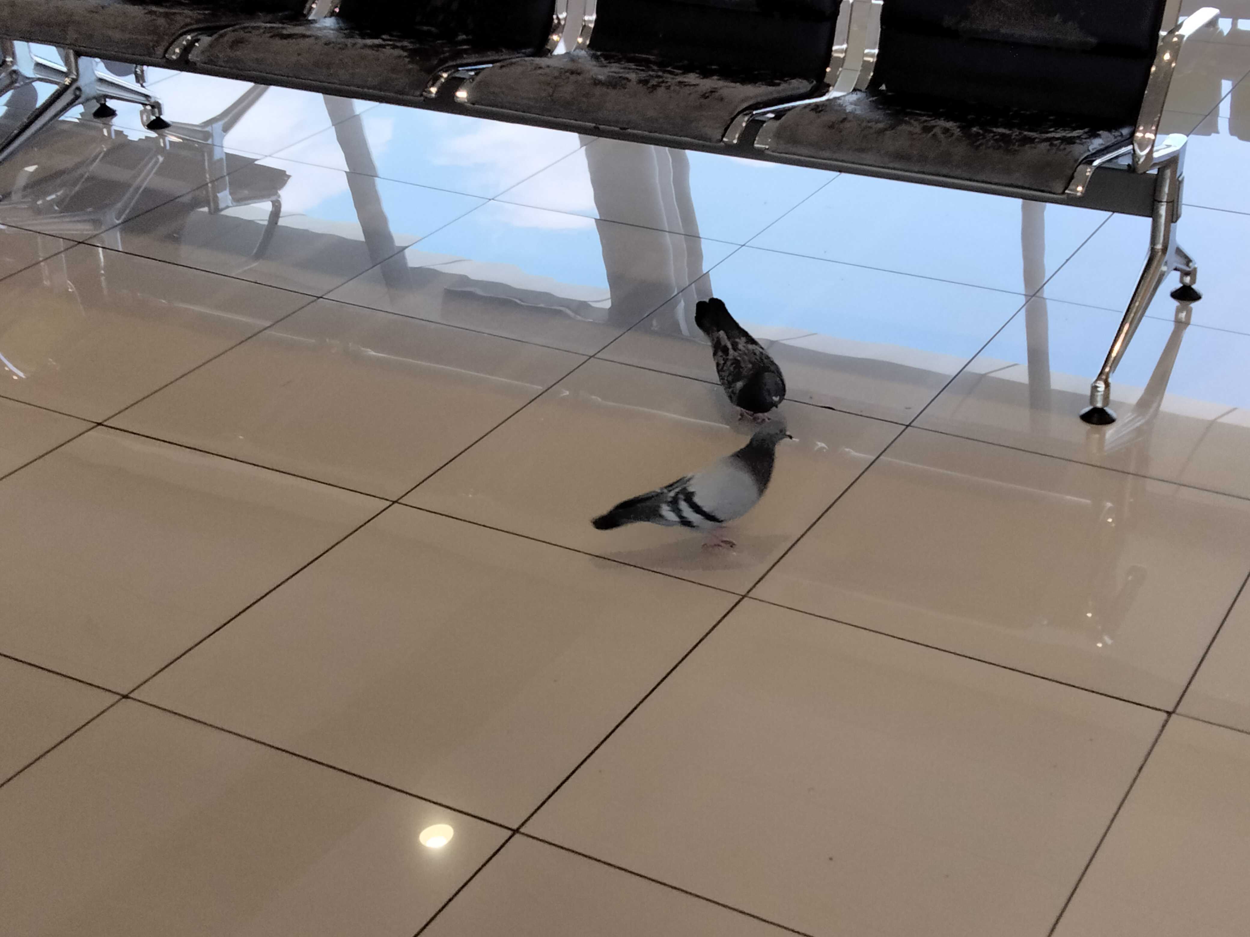 Pigeons in the Johannesburg OR Tambo International Airport