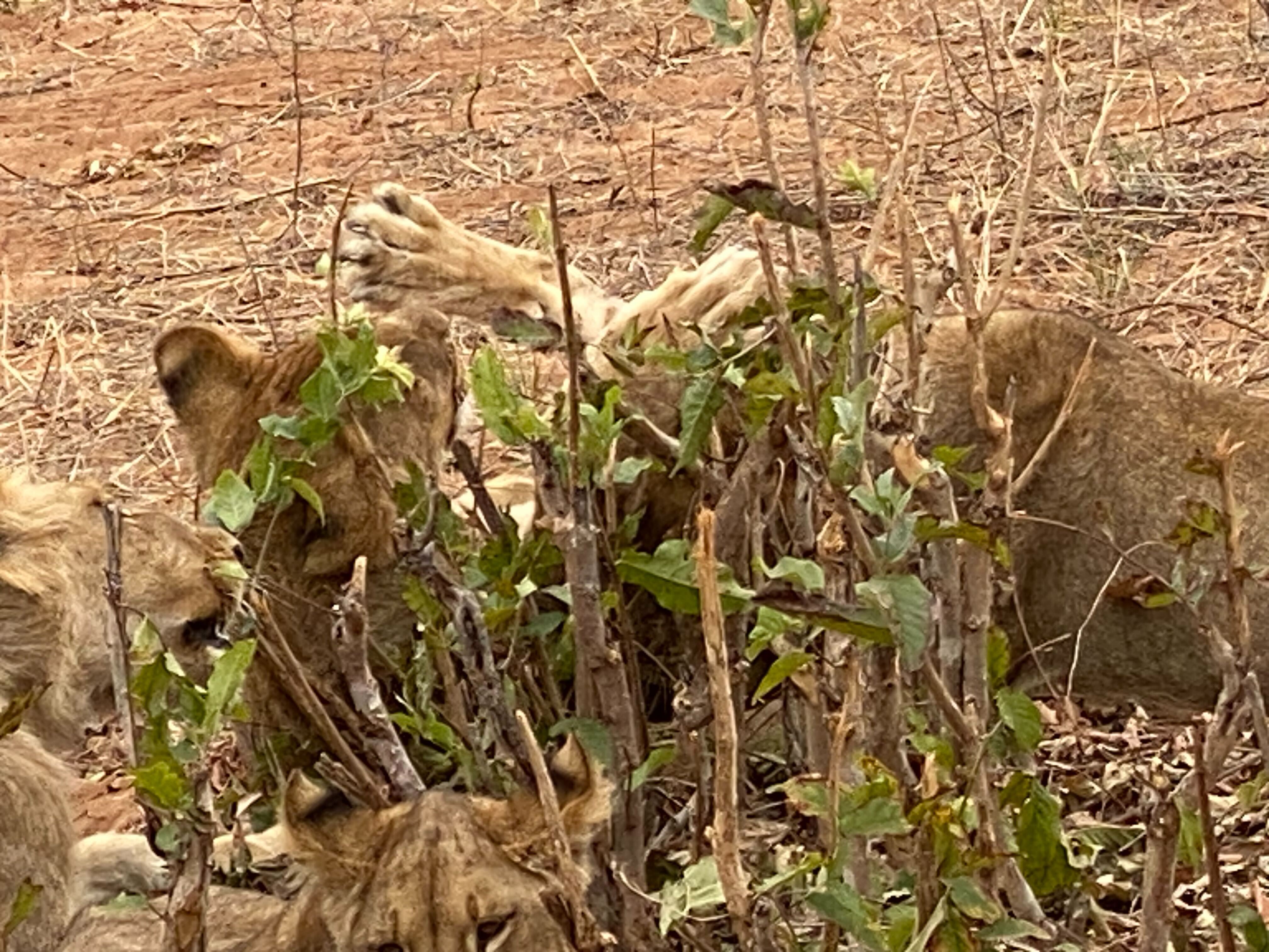 A group of young lions, one pawing at another