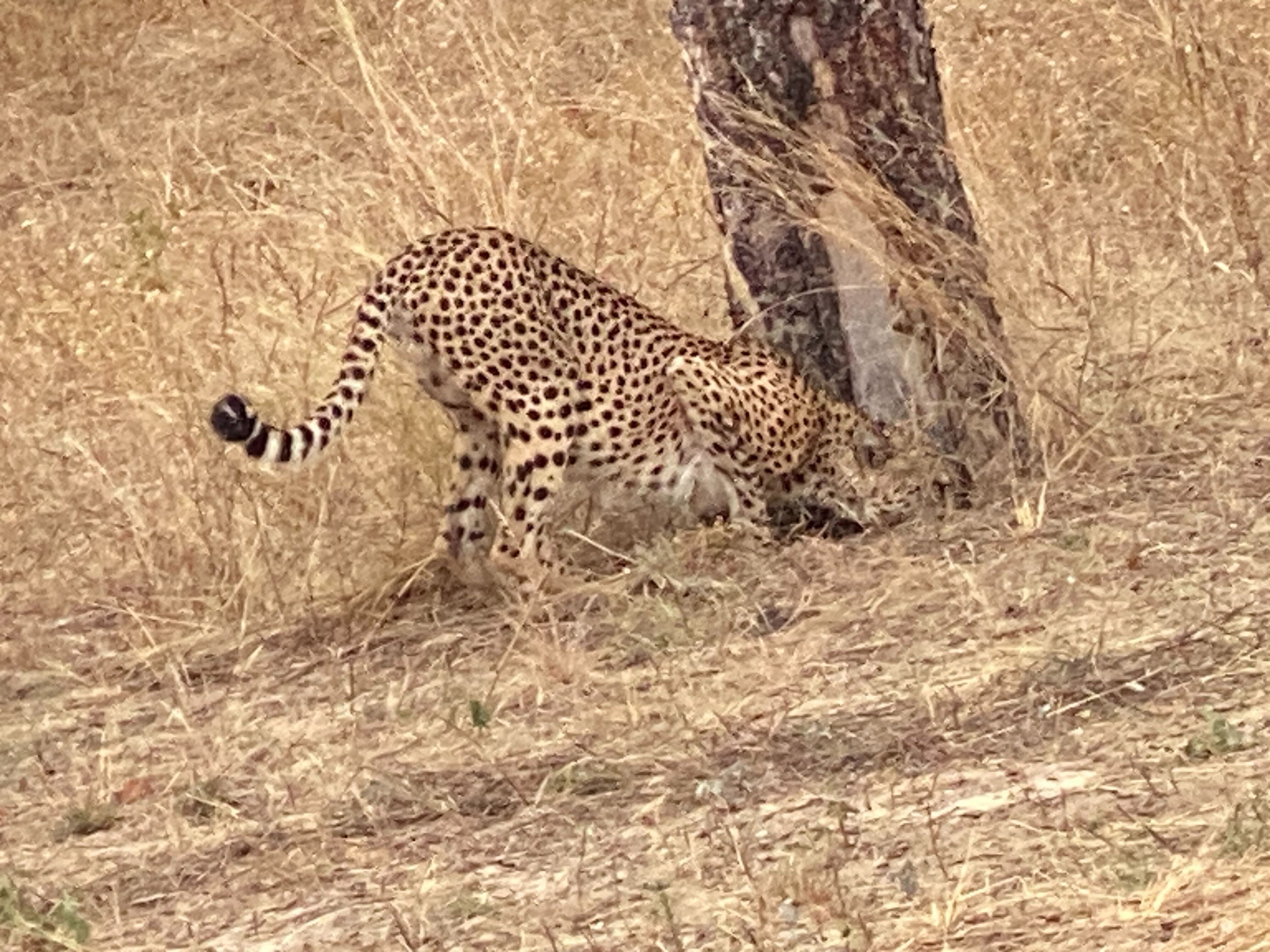 Cheetah smelling the base of a tree