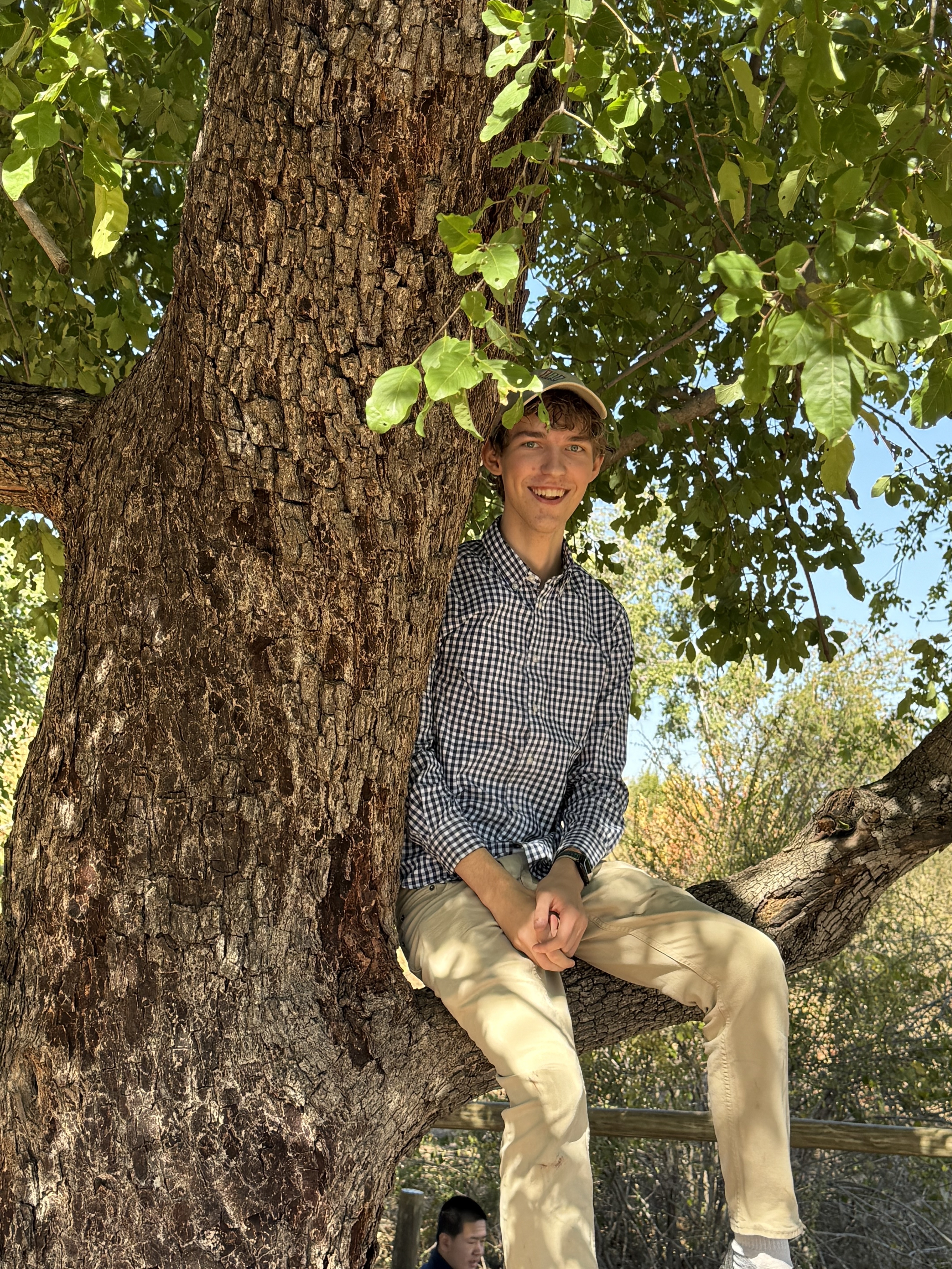 Atop a tree by the pool