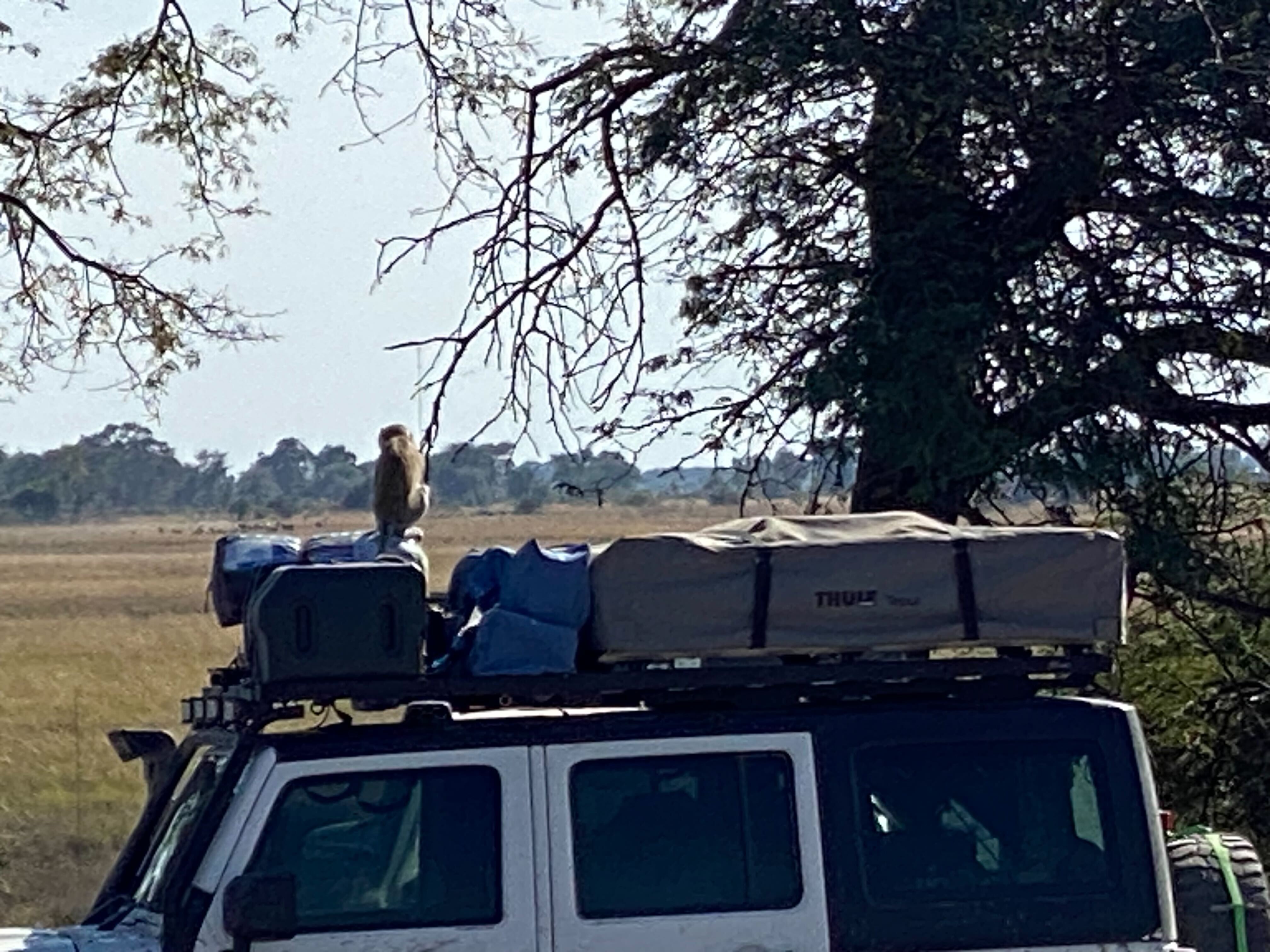 Velvet monkey on a truck