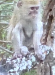 A monkey