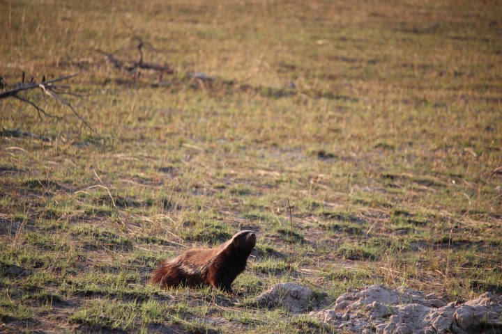 Honey badger lookin' around