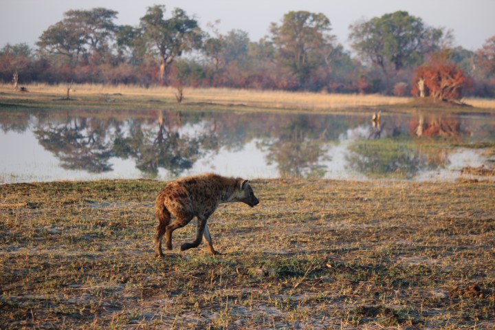 Hyenas