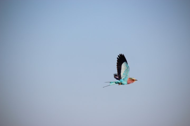 Lilac-breasted roller