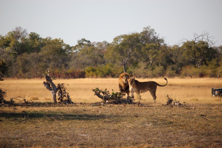 Lions