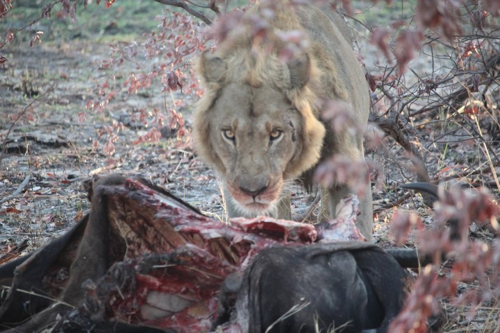 More lions